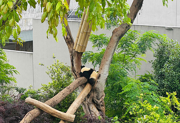 成都大熊猫繁育研究基地第 460 张图片
