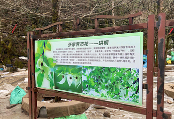 天门山国家森林公园第 305 张图片