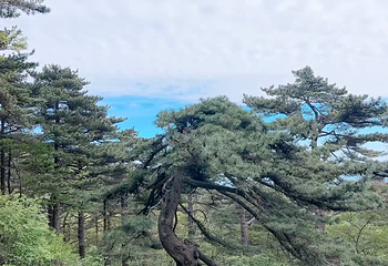 黄山风景区第 304 张图片