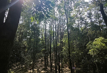 梅岭国家级风景名胜区第 38 张图片