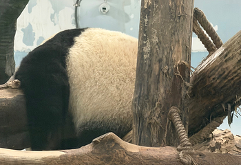 成都大熊猫繁育研究基地第 670 张图片
