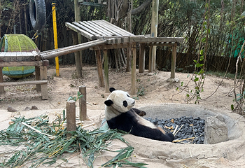 成都大熊猫繁育研究基地第 163 张图片