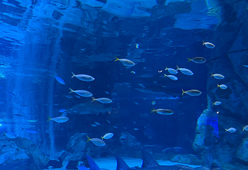 Sea Life COEX水族馆第 47 张图片