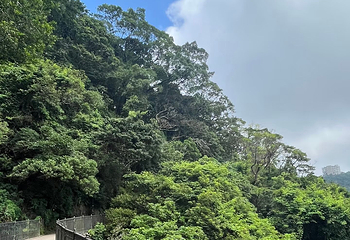 太平山顶第 196 张图片