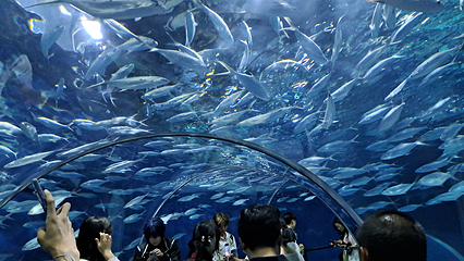 上海海洋水族馆第 169 张图片
