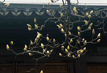 平江路历史街区第 237 张图片