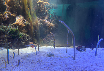 名古屋港水族馆第 49 张图片