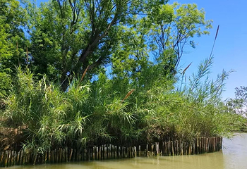 泗洪洪泽湖湿地景区第 89 张图片