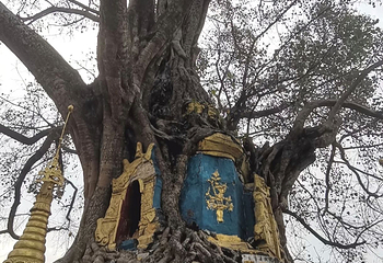 树包塔第 26 张图片