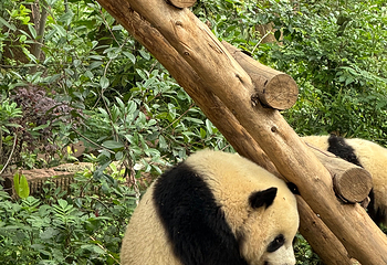 成都大熊猫繁育研究基地第 200 张图片