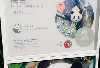 熊猫谷第 124 张图片