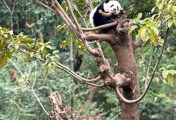 成都大熊猫繁育研究基地第 301 张图片