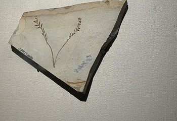 辽宁朝阳鸟化石国家地质公园第 136 张图片