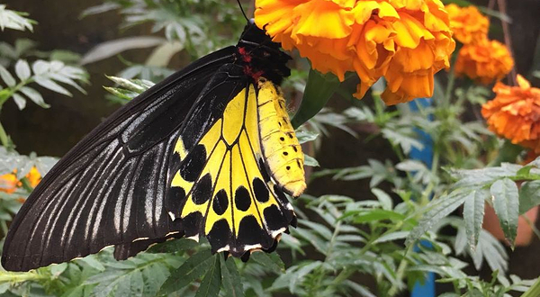 金马伦高原蝴蝶园