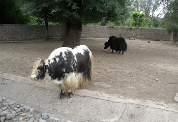 Almaty Zoo第 5 张图片