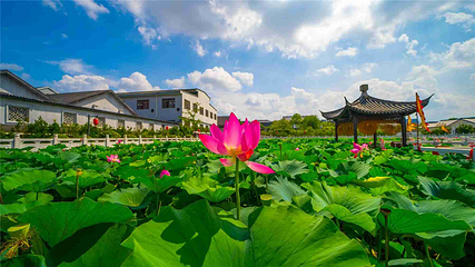 洋河酒厂文化旅游区第 12 张图片