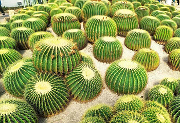 厦门园林植物园第 54 张图片