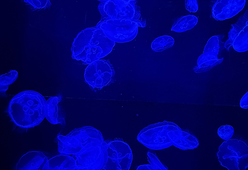 冲绳美丽海水族馆第 109 张图片