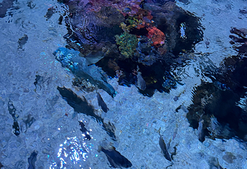 吉隆坡城中城水族馆第 59 张图片