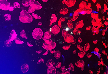 名古屋港水族馆第 46 张图片