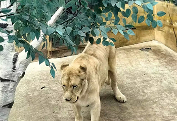 东北虎林园第 314 张图片