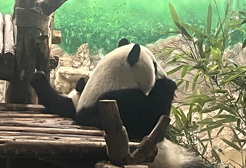 成都大熊猫繁育研究基地第 714 张图片