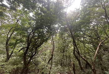 嵩山少林景区第 174 张图片