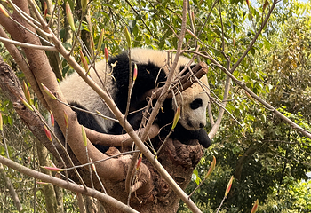 成都大熊猫繁育研究基地第 310 张图片