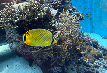 冲绳美丽海水族馆第 139 张图片
