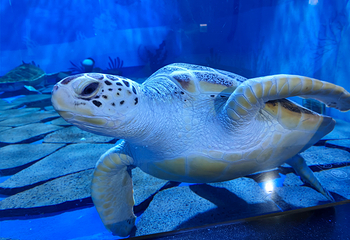 济州岛Aqua Planet水族馆第 37 张图片