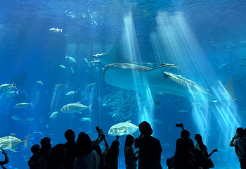 冲绳美丽海水族馆第 113 张图片
