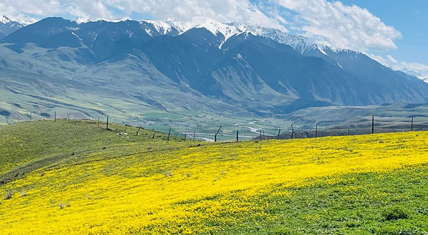 新疆琼库什台大草原