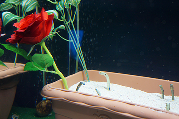 仙台海洋森林水族馆第 18 张图片