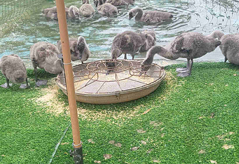 鄱阳湖国家湿地公园第 49 张图片