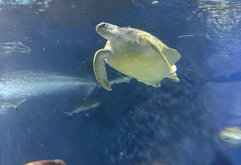 上海海洋水族馆第 166 张图片