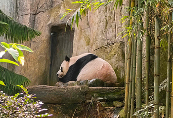 新加坡动物园第 60 张图片