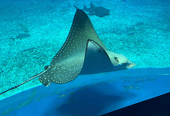 冲绳美丽海水族馆第 46 张图片