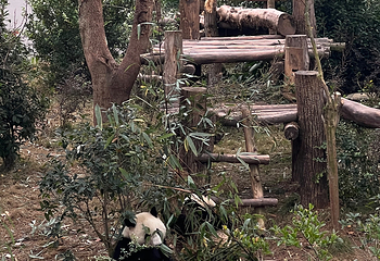 成都大熊猫繁育研究基地第 484 张图片