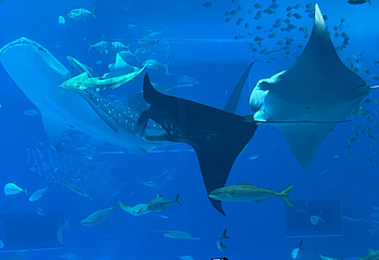 冲绳美丽海水族馆第 123 张图片