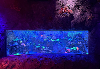 Sea Life COEX水族馆第 56 张图片