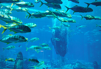 三亚亚特兰蒂斯失落的空间水族馆第 160 张图片