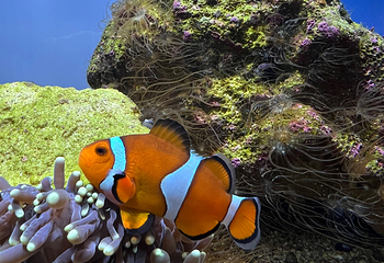 鸟羽水族馆第 18 张图片