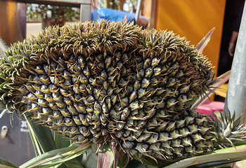菠萝的海第 14 张图片