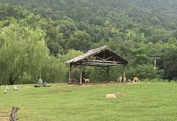 龙之梦动物世界第 60 张图片