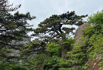 黄山风景区第 177 张图片
