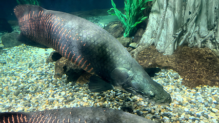 吉隆坡城中城水族馆第 64 张图片