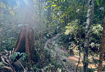 基诺山雨林徒步第 68 张图片