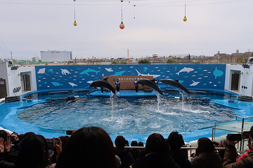 仙台海洋森林水族馆第 14 张图片