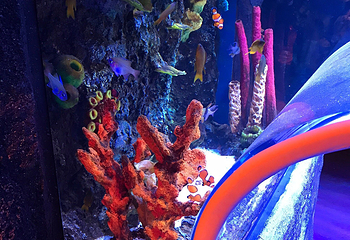 名古屋SEA LIFE水族馆第 7 张图片