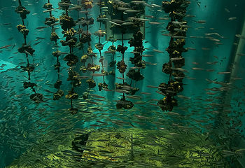 宫岛水族馆第 2 张图片